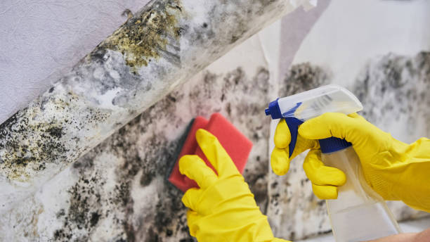 Best Commercial Mold Inspection  in Elmwood, LA